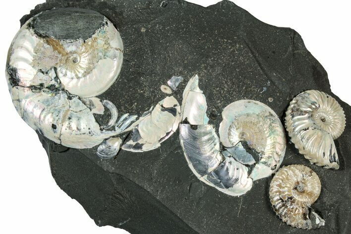 Iridescent Ammonite (Deshayesites & Aconeceras) Cluster #301329